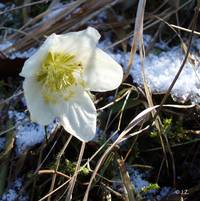 Schneerose